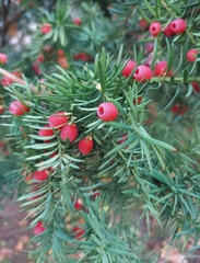Taxus baccata