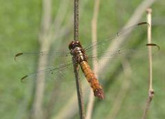 Orthemis discolor