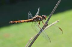 Orthemis discolor