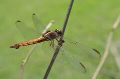 Orthemis discolor