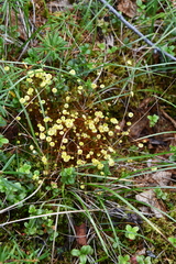 Splachnum luteum