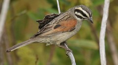 Emberiza capensis