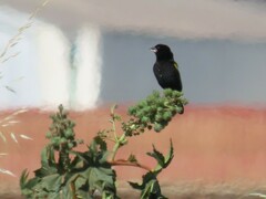 Euplectes capensis capensis