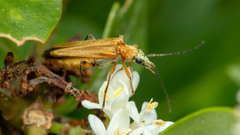 Oedemera podagrariae