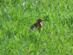 Macronyx capensis capensis