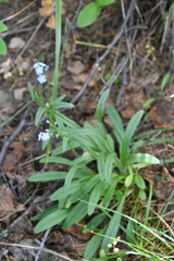 Myosotis asiatica