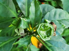 Leuenbergeria bleo