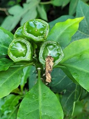 Leuenbergeria bleo