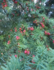 Taxus baccata