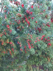 Taxus baccata