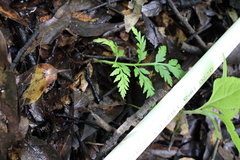 Botrypus virginianus