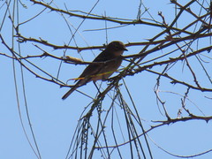 Setophaga coronata