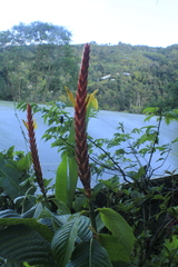 Sanchezia speciosa
