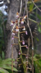Cleisostoma filiforme