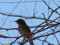 Setophaga coronata