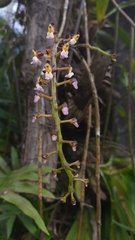 Cleisostoma filiforme