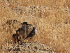 Motacilla capensis capensis