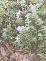 Evolvulus glomeratus