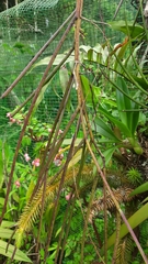 Cleisostoma filiforme