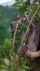 Cleisostoma filiforme