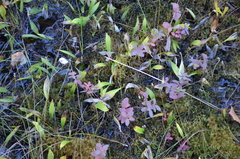 Maianthemum trifolium