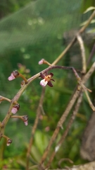 Cleisostoma filiforme