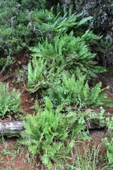 Plagiogyria pectinata