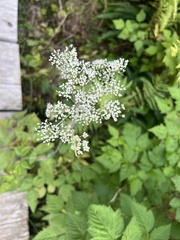Angelica genuflexa
