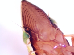 Draeculacephala robinsoni