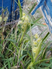 Cenchrus tribuloides