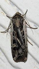 Euxoa auxiliaris