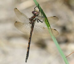 Syncordulia gracilis
