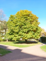Aesculus hippocastanum