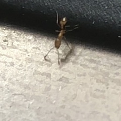 Monomorium pharaonis