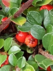 Cotoneaster horizontalis
