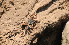 Grapsus tenuicrustatus