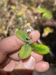 Euphorbia pubentissima