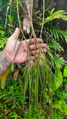 Cleisostoma filiforme