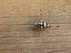 Myennis octopunctata