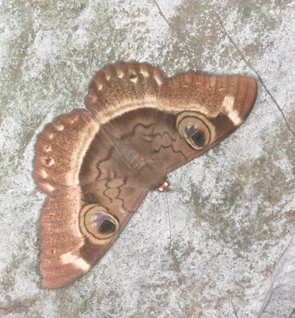 Cyligramma duplex