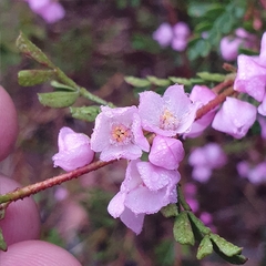 Boronia microphylla