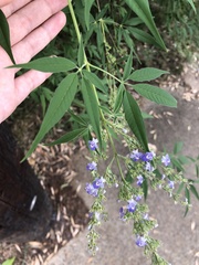Vitex