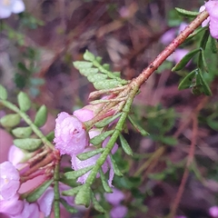 Boronia microphylla