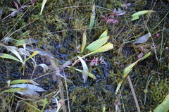 Maianthemum trifolium