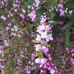 Boronia microphylla