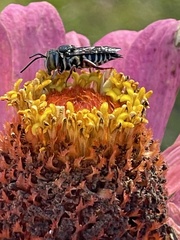 Synocoelioxys