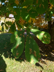 Aesculus hippocastanum