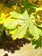 Aesculus hippocastanum
