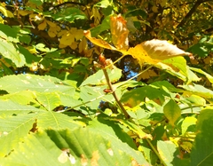 Aesculus hippocastanum