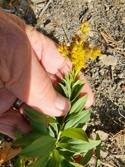 Solidago elongata